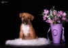 Photo №1. american staffordshire terrier - for sale in the city of Odessa | 1219$ | Announcement № 10662