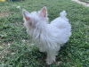 Additional photos: Alvin Biewer Yorkshire Terrier with pedigree