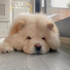 Additional photos: Beautiful Chow Chow puppy