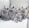 Photo №2 to announcement № 13996 for the sale of british shorthair - buy in France private announcement