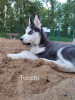 Photo №3. Siberian Husky. (Umma Heavenly Eyes). Estonia