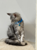 Additional photos: Palm Riviera Cattery Elite Maine Coon Kittens with Passport, Genetic Testing and