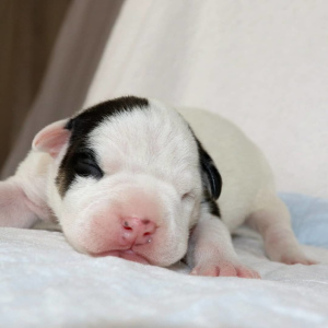 Additional photos: American bully