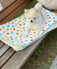 Photo №1. pomeranian - for sale in the city of Santa Cruz de la Sierra | negotiated | Announcement № 115370