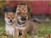 Photo №1. shiba inu - for sale in the city of Ceske Budejovice | negotiated | Announcement № 97849