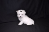 Photo №4. I will sell maltese dog in the city of Berlin.  - price - negotiated