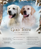 Photo №1. non-pedigree dogs - for sale in the city of Voronezh | negotiated | Announcement № 82510