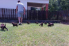 Additional photos: Labrador Retriever, chocolate brown litter