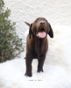 Photo №2 to announcement № 99569 for the sale of labrador retriever - buy in Germany private announcement, from nursery, from the shelter