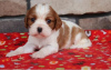 Photo №1. non-pedigree dogs - for sale in the city of Berlin | 400$ | Announcement № 56591