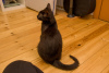 Additional photos: A wonderful black cat, kitten Charlie, is looking for a home and a loving