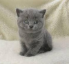 Photo №3. British shorthair kittens Business WhatsApp 37256062792. Finland