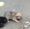 Photo №4. I will sell non-pedigree dogs in the city of Kharkov. private announcement - price - Is free