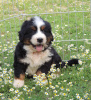Photo №2 to announcement № 107222 for the sale of bernese mountain dog - buy in Serbia private announcement