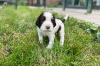 Photo №2 to announcement № 57517 for the sale of english springer spaniel - buy in Slovakia breeder