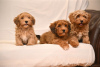 Photo №2 to announcement № 114036 for the sale of havanese dog - buy in Serbia breeder