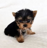 Photo №2 to announcement № 97600 for the sale of yorkshire terrier - buy in Germany 