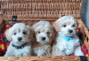 Photo №3. Health Tested Apricot & Cream Toy F1 Maltipoo Puppies. United States