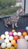 Photo №4. I will sell bengal cat in the city of Warsaw. from nursery, breeder - price - negotiated