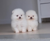 Photo №1. pomeranian - for sale in the city of Regensburg | 423$ | Announcement № 104074