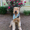 Photo №1. airedale terrier - for sale in the city of Berlin | 317$ | Announcement № 70859