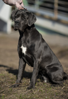 Photo №2 to announcement № 2979 for the sale of cane corso - buy in Russian Federation private announcement