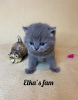 Photo №1. british shorthair - for sale in the city of Москва | negotiated | Announcement № 8764