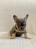 Photo №2 to announcement № 91139 for the sale of french bulldog - buy in United States private announcement