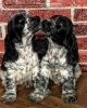 Photo №1. english cocker spaniel - for sale in the city of Москва | negotiated | Announcement № 17852