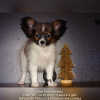 Photo №4. I will sell papillon dog in the city of Saratov. from nursery - price - negotiated