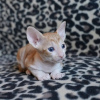 Photo №2 to announcement № 114215 for the sale of cornish rex - buy in Finland 