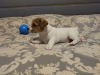 Photo №4. I will sell jack russell terrier in the city of Minsk. breeder - price - 800$