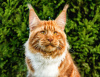 Photo №1. maine coon - for sale in the city of Carolina Beach | 700$ | Announcement № 80350