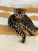 Photo №4. I will sell bengal cat in the city of Berlin. private announcement - price - negotiated