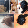 Photo №2 to announcement № 42650 for the sale of poodle (toy) - buy in Belarus breeder