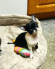 Photo №2 to announcement № 10666 for the sale of chihuahua - buy in Ukraine private announcement