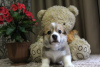 Photo №2 to announcement № 22490 for the sale of welsh corgi - buy in Russian Federation breeder