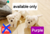 Photo №1. maltese dog, maltipu - for sale in the city of New York | 400$ | Announcement № 102541