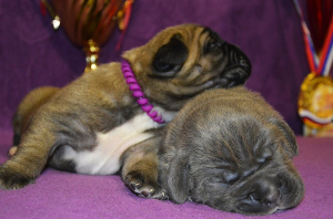 Additional photos: Cane Corso puppies of different colors