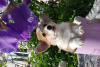 Photo №4. I will sell welsh corgi in the city of Mariupol.  - price - negotiated