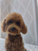 Photo №1. Mating service - breed: poodle (toy). Price - negotiated