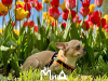 Photo №1. chihuahua - for sale in the city of Berlin | 317$ | Announcement № 104006