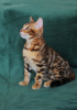 Photo №2 to announcement № 40304 for the sale of bengal cat - buy in Ukraine from nursery, breeder