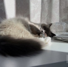 Photo №2 to announcement № 109757 for the sale of birman - buy in Germany private announcement, breeder