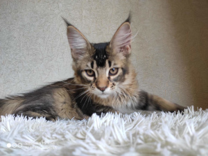 Photo №2 to announcement № 3231 for the sale of maine coon - buy in Russian Federation breeder