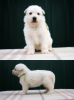 Additional photos: Swiss White Shepherds