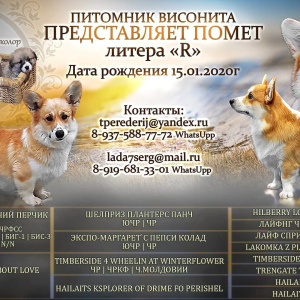 Photo №2 to announcement № 5419 for the sale of welsh corgi - buy in Russian Federation private announcement
