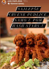 Photo №4. I will sell poodle (dwarf) in the city of Werbass.  - price - negotiated