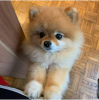 Photo №1. pomeranian - for sale in the city of Stockholm | negotiated | Announcement № 64920