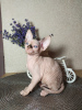 Photo №1. sphynx-katze - for sale in the city of Voronezh | 542$ | Announcement № 7509